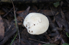Cortinarius austroalbidus