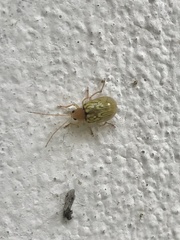 Paleosepharia lamrii