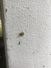 Paleosepharia lamrii