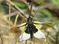 Libelloides baeticus