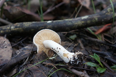 Cortinarius austroalbidus