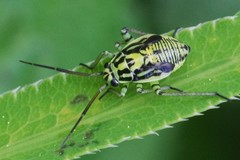 Brachycoleus decolor