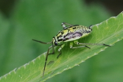 Brachycoleus decolor
