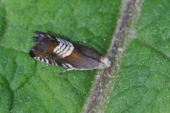 Grapholita compositella