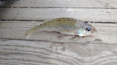 Gymnocephalus cernua