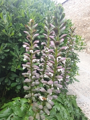 Acanthus mollis