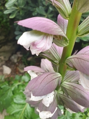 Acanthus mollis