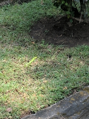 Bronchocela jubata