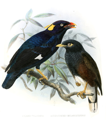 Sri Lanka Hill Myna photo 4