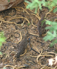 Ortygornis pondicerianus