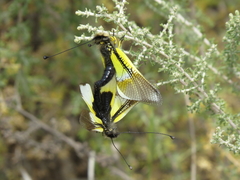 Libelloides baeticus