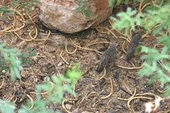 Ortygornis pondicerianus