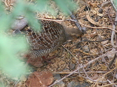 Ortygornis pondicerianus