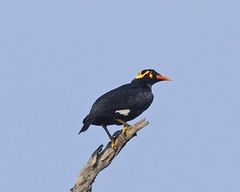 Southern Hill Myna photo 2