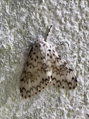Lymantria subrosea