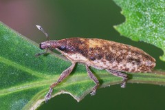 Lixus subtilis