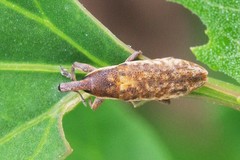 Lixus subtilis