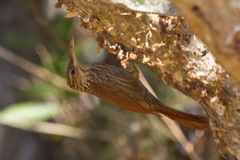 Xiphorhynchus flavigaster