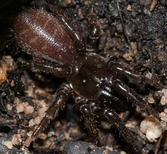 Hadronyche adelaidensis