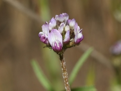 Astragalus didymocarpus