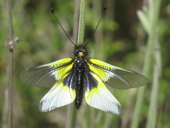 Libelloides baeticus