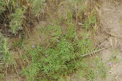 Astragalus didymocarpus