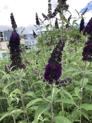 Buddleja davidii