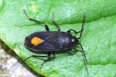 Aphanus rolandri
