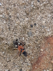 Beosus quadripunctatus