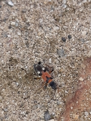 Beosus quadripunctatus