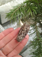 Dendrolimus sibiricus