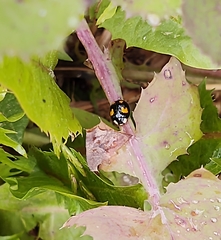 Harmonia axyridis
