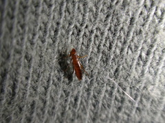 Ctenocephalides canis