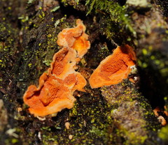 Gloeoporellus merulinus