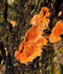 Gloeoporellus merulinus