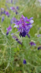 Vicia villosa villosa