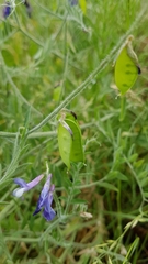 Vicia villosa villosa