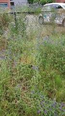 Vicia villosa villosa