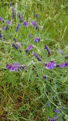 Vicia villosa villosa