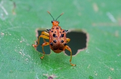 Hoplapoderus