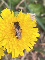 Andrena flavipes