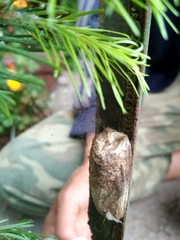 Dendrolimus sibiricus