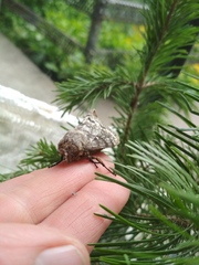 Dendrolimus sibiricus