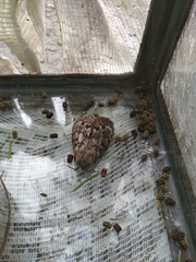 Dendrolimus sibiricus