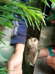 Dendrolimus sibiricus