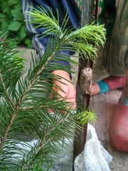 Dendrolimus sibiricus