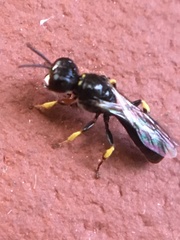 Crossocerus