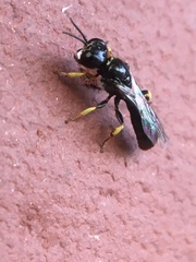 Crossocerus