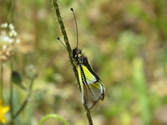 Libelloides baeticus