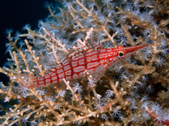 Oxycirrhites typus